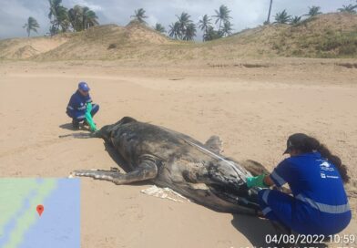 Esplanada: Filhote de jubarte é encontrado nas areias da praia de Baixio