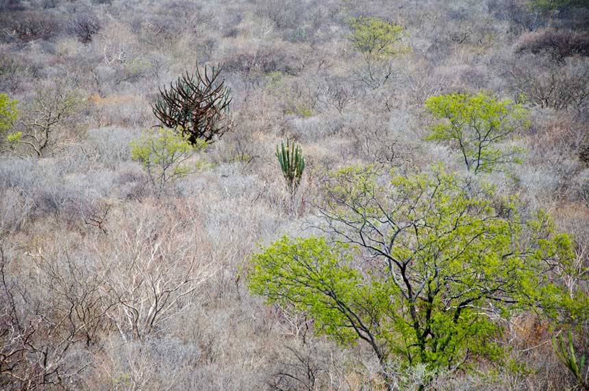 Na Caatinga, as árvores devem ser as espécies da flora mais afetadas pelas mudanças climáticas Saulo Nunes/Embrapa  Fonte: Agência Senado