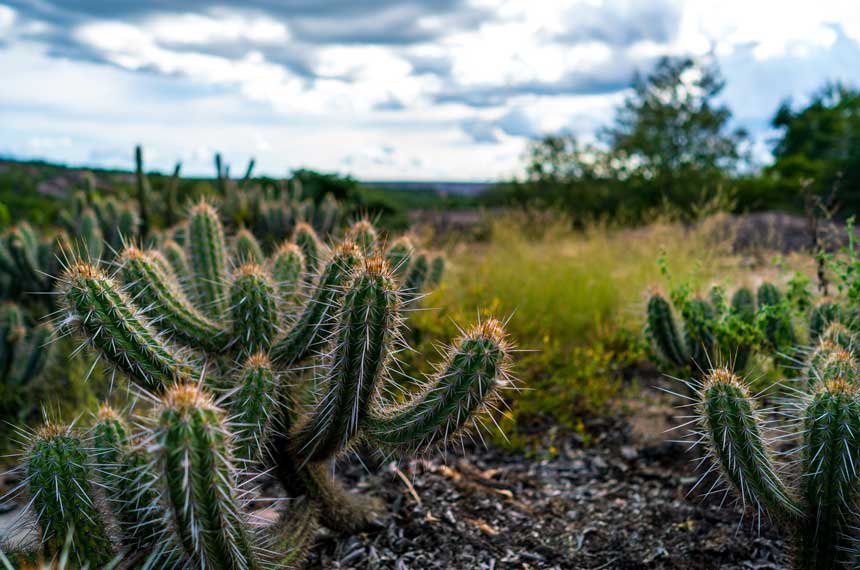 Mesmo com vegetação adaptada à escassez de chuva, as mudanças no clima do planeta são uma ameaça ao bioma Will Pessoa e Marcio Isensee e Sá/Adobe Stock  Fonte: Agência Senado