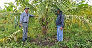 Apoiar o cultivo e o processamento de coco pela agricultura familiar é uma das finalidades da política de incentivo Foto: ASCOM/Governo da Paraíba.