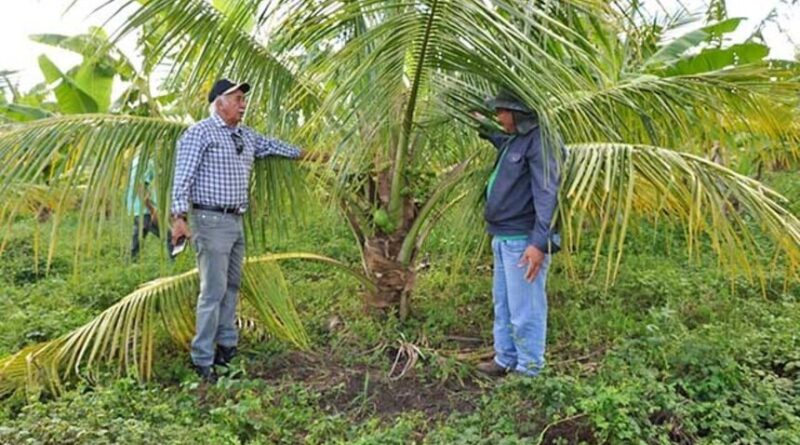 Apoiar o cultivo e o processamento de coco pela agricultura familiar é uma das finalidades da política de incentivo Foto: ASCOM/Governo da Paraíba.