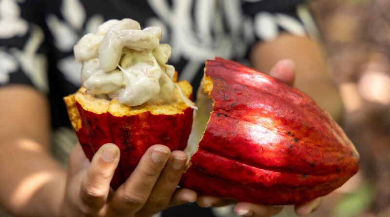 PROPOSTAS DA BAHIA FORTALECEM TRAMITAÇÃO DO PL DO CACAU NO LEGISLATIVO