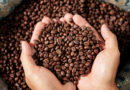 CAFÉ BAIANO SE CONSOLIDA COMO POTÊNCIA NACIONAL E LIDERA PRODUÇÃO NO NORDESTE